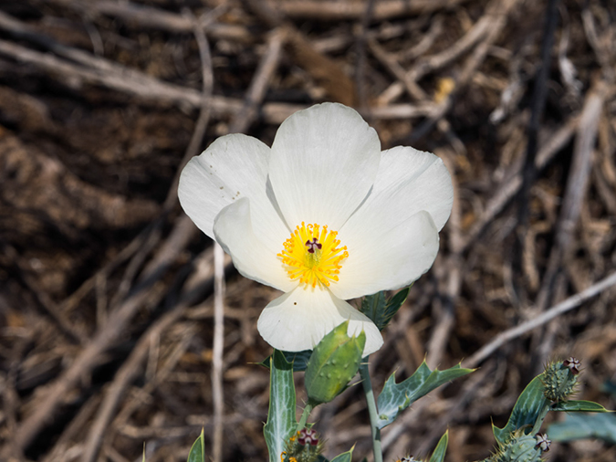 %_tempFileName2015-05-16_02_Kalako-Honokohau_National_Historic_Park_Kona-5171769%