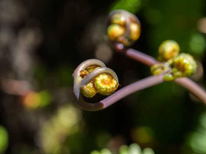 %_tempFileName2015-05-18_02_Kilauea_Iki_Trail_Volcano_National_Park-5181818%