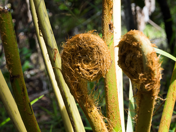 %_tempFileName2015-05-18_02_Kilauea_Iki_Trail_Volcano_National_Park-5181823%