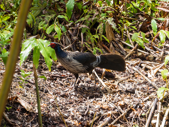 %_tempFileName2015-05-18_02_Kilauea_Iki_Trail_Volcano_National_Park-5181825%