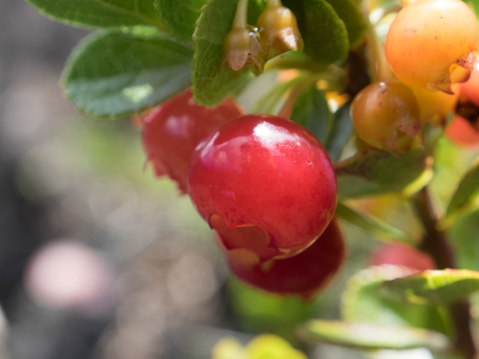 %_tempFileName2015-05-18_02_Kilauea_Iki_Trail_Volcano_National_Park-5181840%