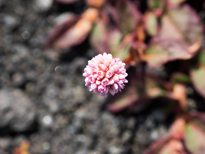 %_tempFileName2015-05-18_05_Naulu_Trail_Volcano_National_Park-5181863%