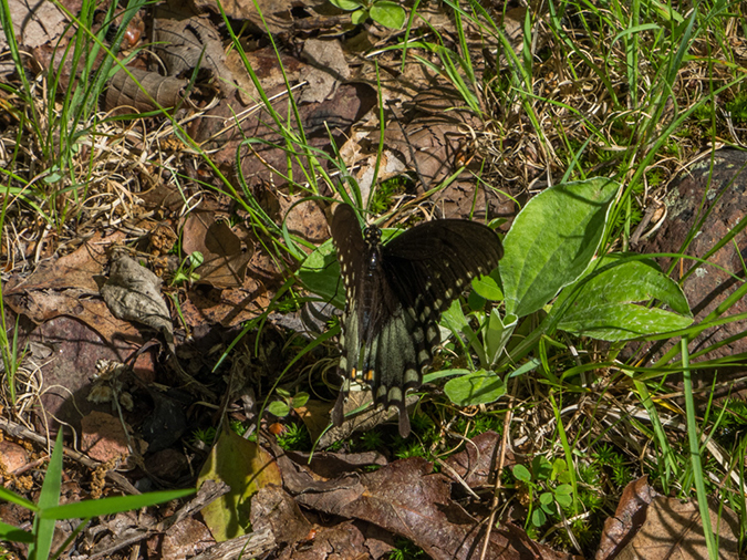 %_tempFileName2015-05-26_01_Missouri_High_Point-5262067%