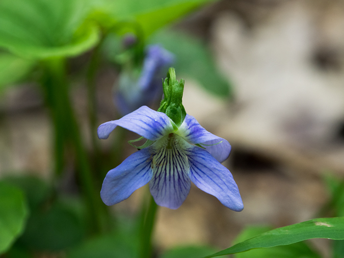 %_tempFileName2015-05-28_03_Maryland_High_Point-5282113%