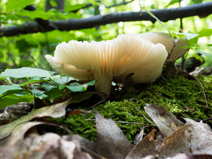 %_tempFileName2015-05-28_03_Maryland_High_Point-5282115%