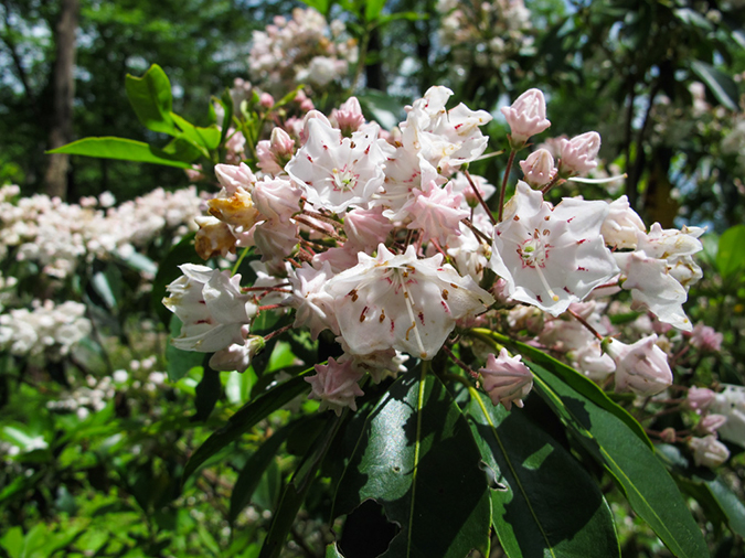 %_tempFileName2015-06-03_Johnson_Town-0066%