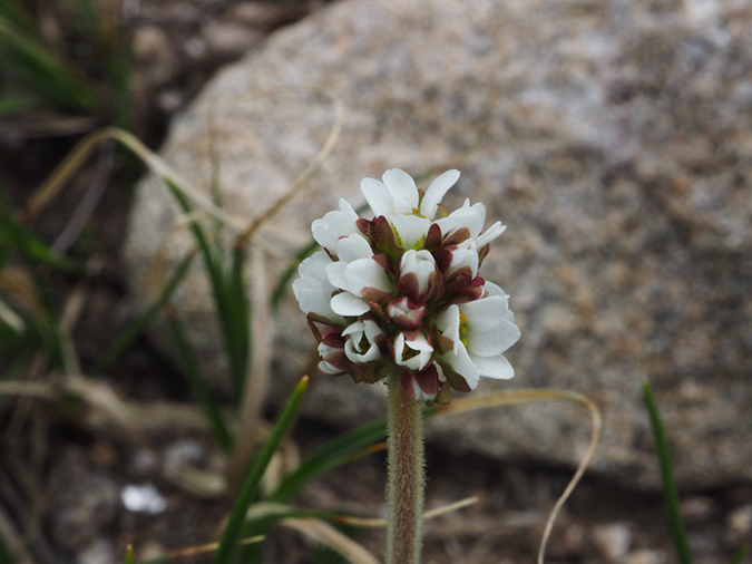 %_tempFileName2015-07-01_01_Deception_Peak-7012403%