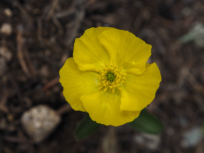 %_tempFileName2015-07-01_01_Deception_Peak-7012408%