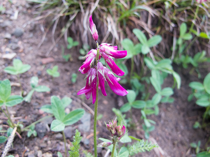 %_tempFileName2015-07-02_01_Wheeler_Peak-0601%
