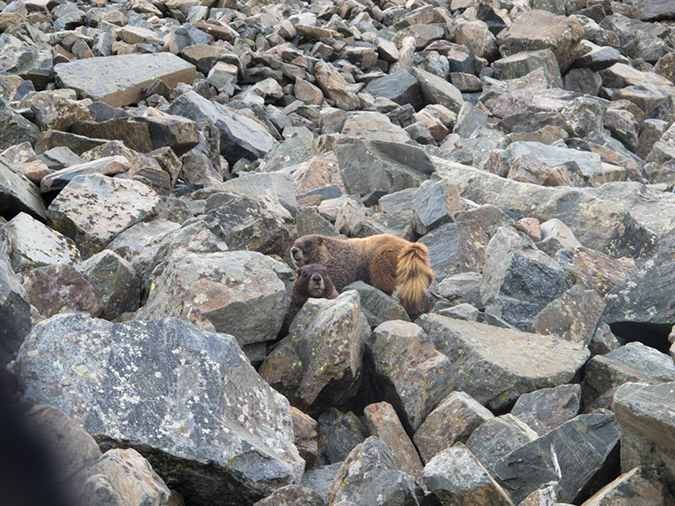 %_tempFileName2015-07-02_01_Wheeler_Peak-0605%