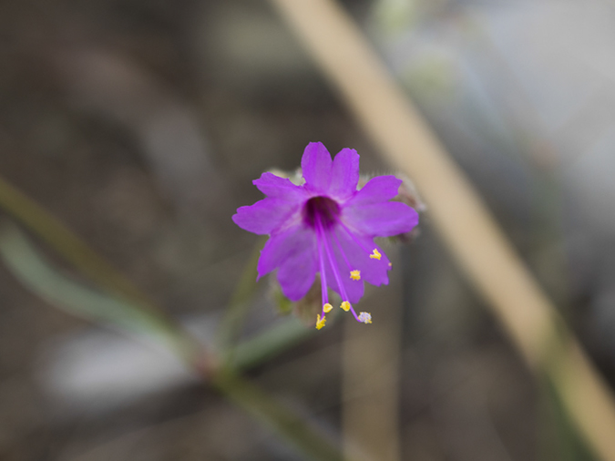 %_tempFileName2015-07-03_01_Devisadero_Loop-7032419%