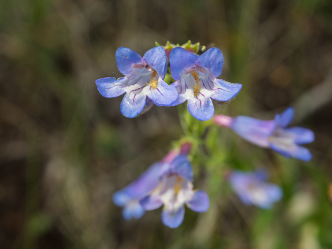 %_tempFileName2015-07-03_01_Devisadero_Loop-7032448%