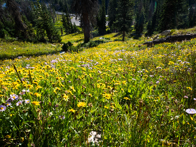 %_tempFileName2015-08-09_01_Medicine_Bow_Peak-8092151%