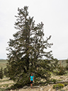 %_tempFileName2015-08-05_02_Ancient_Bristlecone_Pine_Forest-8053500%