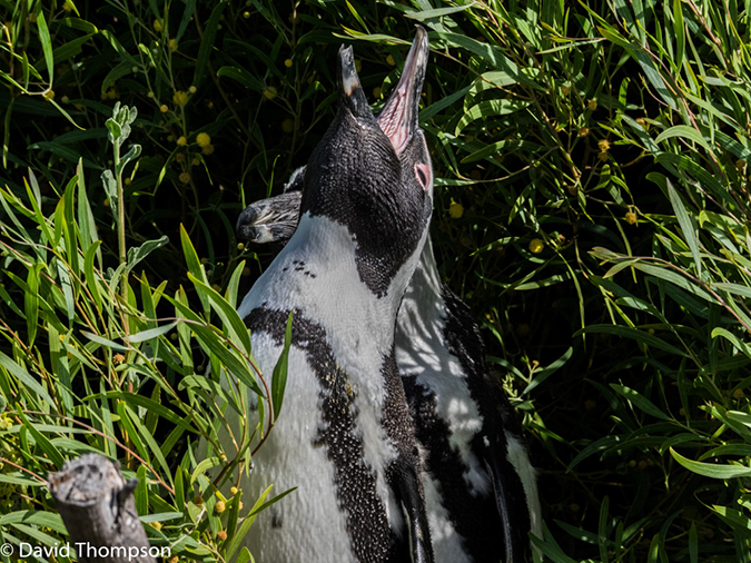 %_tempFileName2015-12_24_02_Boulder_Beach-240204%