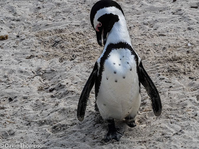 %_tempFileName2015-12_24_02_Boulder_Beach-240238%