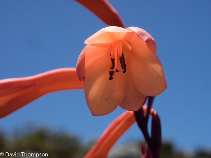 %_tempFileName2015-12_26_01_Cape_Town_Table_Mountain-260299%