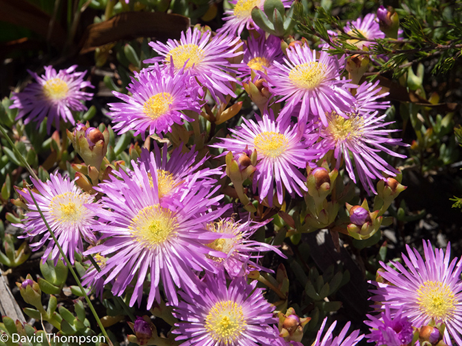 %_tempFileName2015-12_26_01_Cape_Town_Table_Mountain-260310%