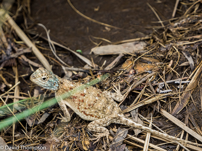 %_tempFileName2016-01-01_01_Royal_Natal_NP_Thukela_Gorge-1010597%