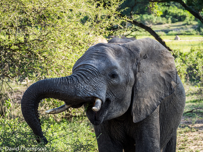 %_tempFileName2015-12_18_03_Kruger_Afternoon_Game_Drive-181637%