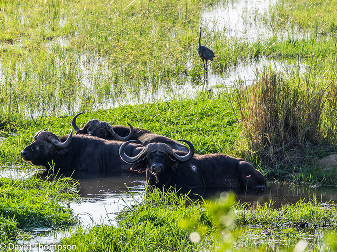 %_tempFileName2015-12_18_03_Kruger_Afternoon_Game_Drive-181660%