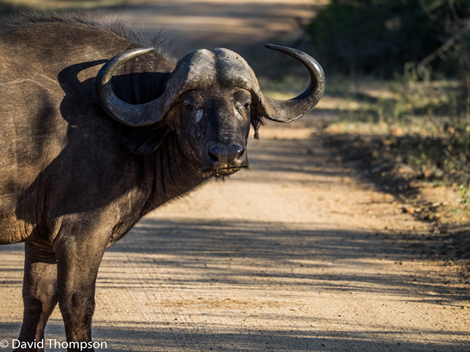 %_tempFileName2015-12_18_03_Kruger_Afternoon_Game_Drive-181698%