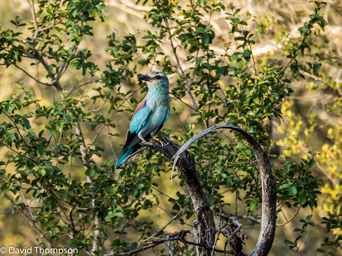 %_tempFileName2015-12_18_03_Kruger_Afternoon_Game_Drive-181704%