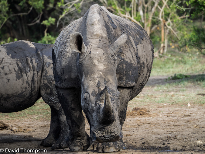 %_tempFileName2015-12_19_04_Kruger_Afternoon_Game_Drive-191856%