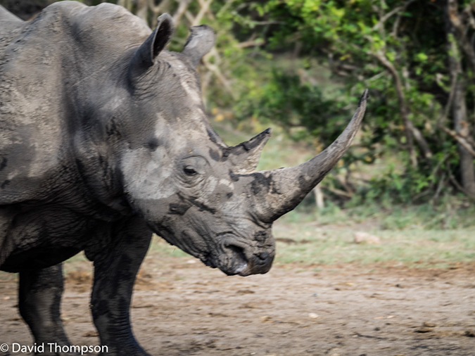 %_tempFileName2015-12_19_04_Kruger_Afternoon_Game_Drive-191857%