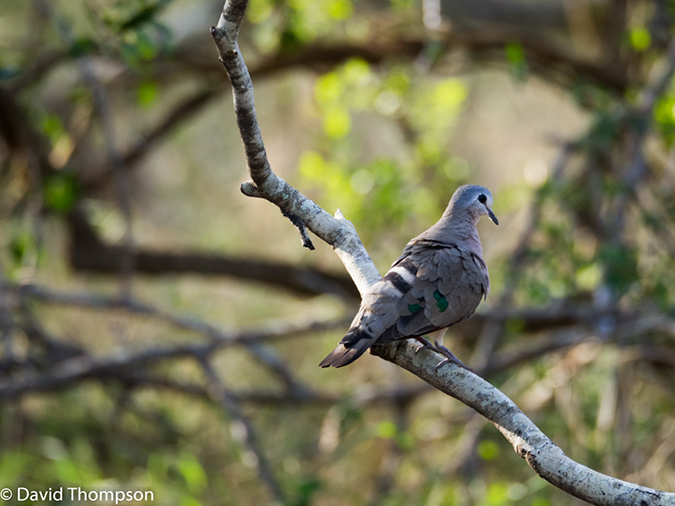 %_tempFileName2015-12_19_04_Kruger_Afternoon_Game_Drive-191864%