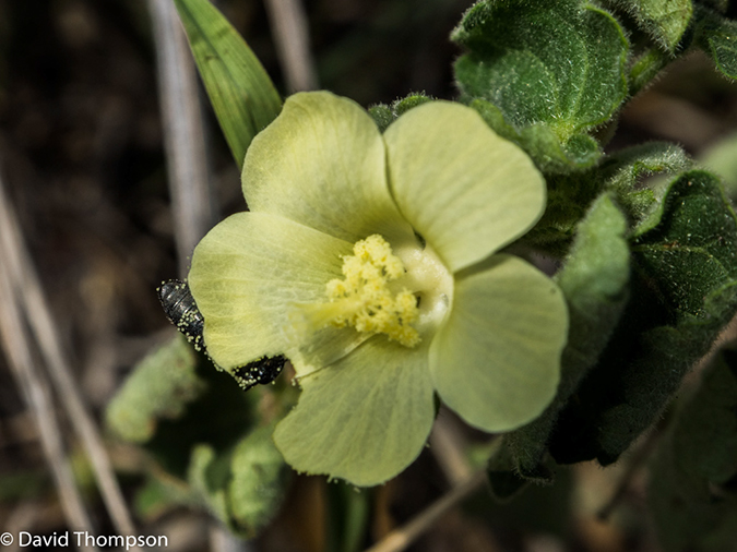 %_tempFileName2015-12_20_01_Kruger_Walking_Safari-201942%