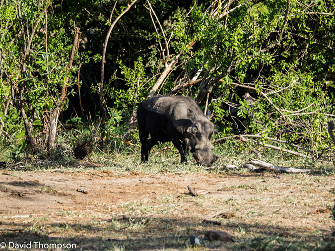 %_tempFileName2015-12_20_03_Kruger_Afternoon_Game_Drive-201962%