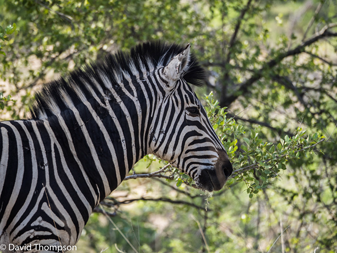 %_tempFileName2015-12_20_03_Kruger_Afternoon_Game_Drive-201969%