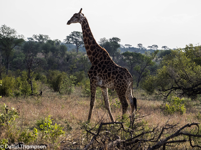 %_tempFileName2015-12_20_03_Kruger_Afternoon_Game_Drive-201972%