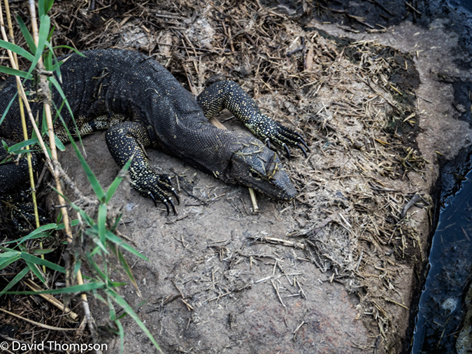 %_tempFileName2015-12_20_03_Kruger_Afternoon_Game_Drive-201980%