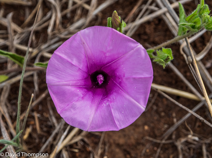 %_tempFileName2015-12_21_01_Kruger_Walking_Safari-212035%