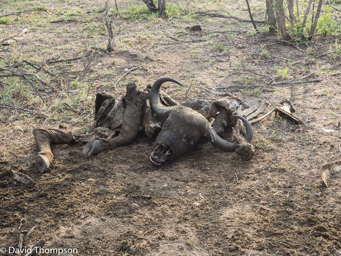 %_tempFileName2015-12_21_01_Kruger_Walking_Safari-212039%