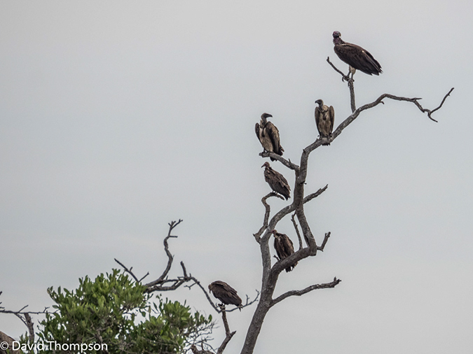 %_tempFileName2015-12_21_01_Kruger_Walking_Safari-212062%