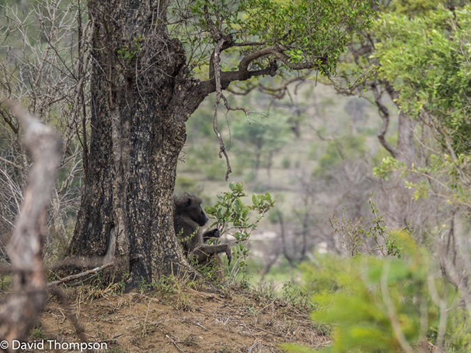 %_tempFileName2015-12_21_01_Kruger_Walking_Safari-212066%