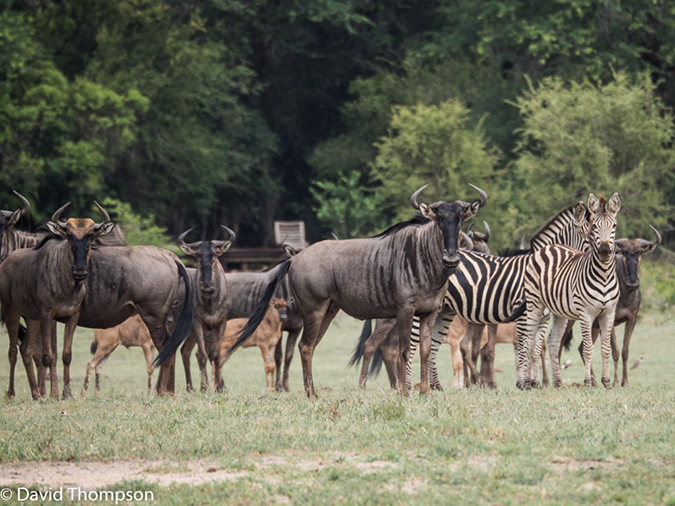 %_tempFileName2015-12_21_01_Kruger_Walking_Safari-212084%