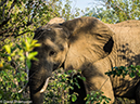 %_tempFileName2015-12_19_02_Kruger_Morning_Game_Drive-191735%