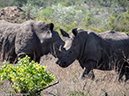 %_tempFileName2015-12_19_02_Kruger_Morning_Game_Drive-191777%