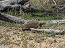 %_tempFileName2015-12_21_01_Kruger_Walking_Safari-212052%