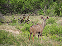%_tempFileName2015-12_21_01_Kruger_Walking_Safari-212070%