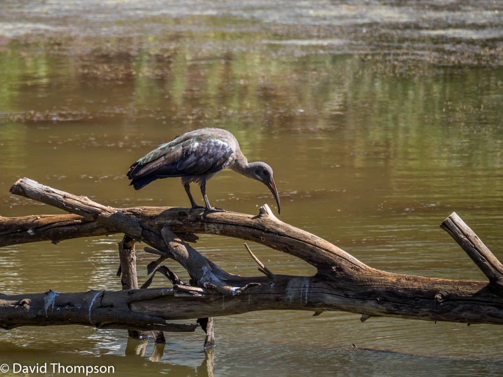 %_tempFileName2016-01-04_01_Pretoria-1040656%