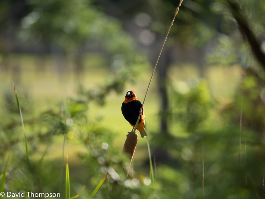 %_tempFileName2016-01-10_01_Pretoria-1100893%