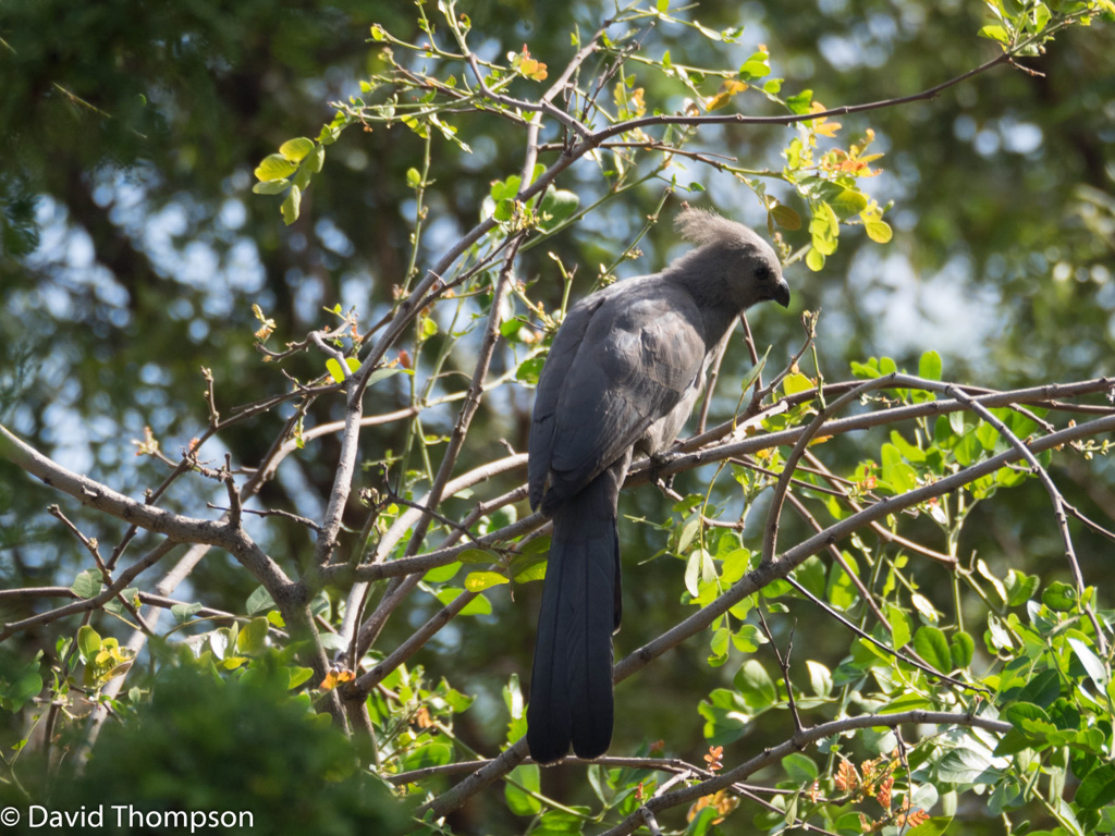 %_tempFileName2016-01-10_01_Pretoria-1100896%