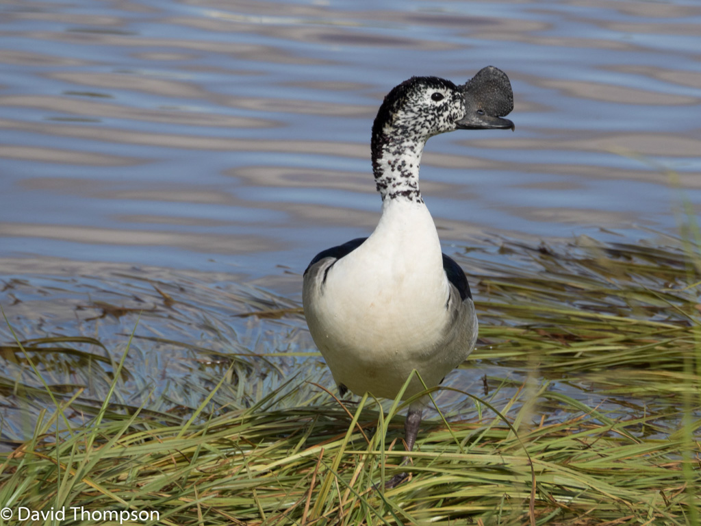 %_tempFileName2016-01-10_01_Pretoria-1100905%