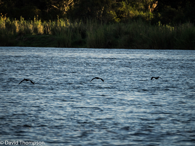 %_tempFileName2015-12_14_03_Zambezi_River_Cruise-141281%