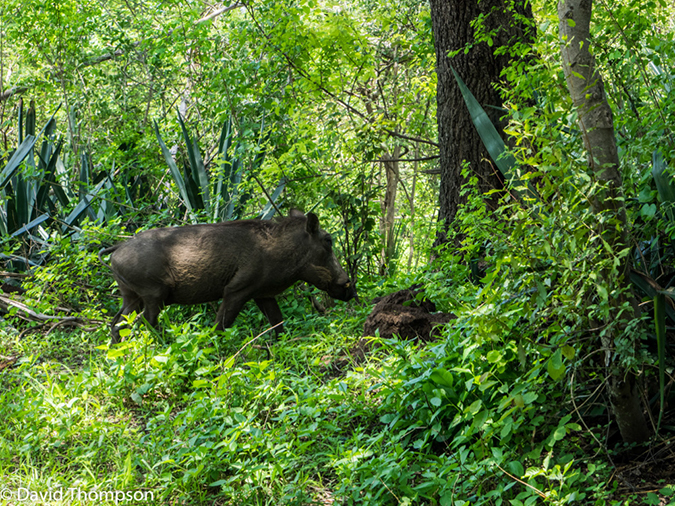 %_tempFileName2015-12_15_01_AZambezi_River_Lodge-151356%